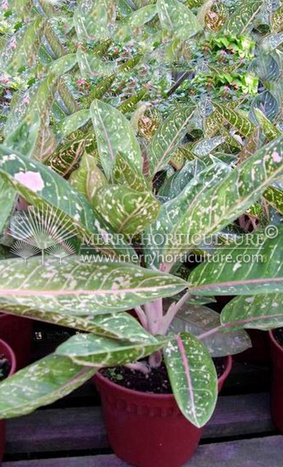 Aglaonema Donna Carmen (POT 150)